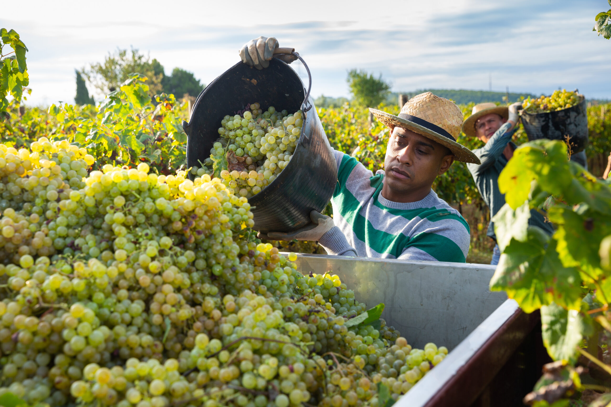 Hispanic farm worker loading freshly picked grapes in truck